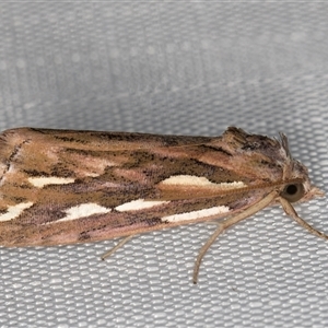 Meyrickella torquesauria (An Eribid Moth) at Melba, ACT by kasiaaus