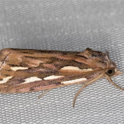 Meyrickella torquesauria (An Eribid Moth) at Melba, ACT - 31 Dec 2024 by kasiaaus