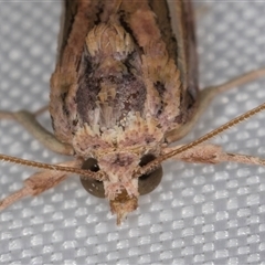 Meyrickella torquesauria at Melba, ACT - 1 Jan 2025 12:05 AM