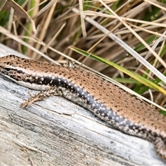 Eulamprus heatwolei (Yellow-bellied Water Skink) at Mogo, NSW - 20 Sep 2019 by AlisonMilton