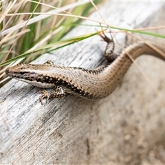Eulamprus heatwolei at Mogo, NSW - 20 Sep 2019 10:50 AM