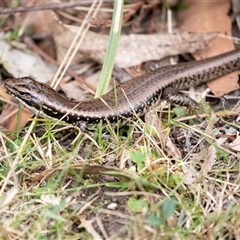 Eulamprus heatwolei at Mogo, NSW - 20 Sep 2019 10:50 AM