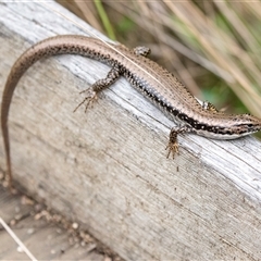 Eulamprus heatwolei at Mogo, NSW - 20 Sep 2019 10:50 AM