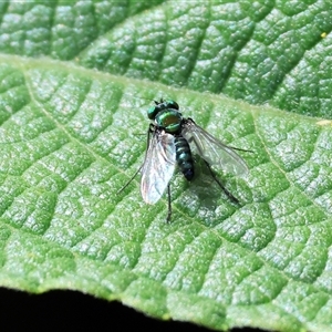 Dolichopodidae (family) (Unidentified Long-legged fly) at West Wodonga, VIC by KylieWaldon