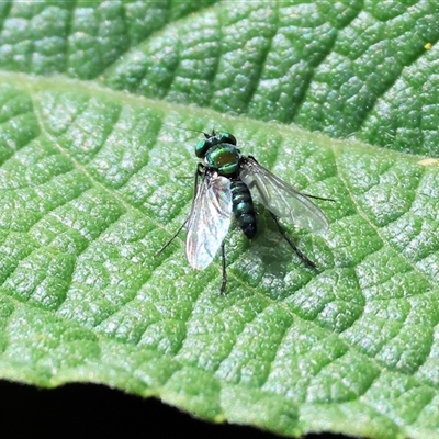 Dolichopodidae (family) at West Wodonga, VIC - 26 Dec 2024 by KylieWaldon