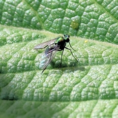 Dolichopodidae (family) at West Wodonga, VIC - 27 Dec 2024 09:52 AM