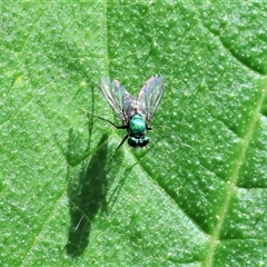 Dolichopodidae (family) at West Wodonga, VIC - 27 Dec 2024 09:52 AM