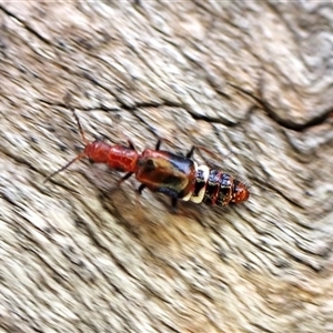 Melyridae (family) (Soft-winged flower beetle) at Cook, ACT by CathB