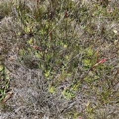 Stylidium montanum (alpine triggerplant) at Long Plain, NSW - 30 Dec 2024 by dgb900