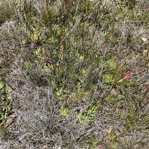 Stylidium montanum at Long Plain, NSW - 30 Dec 2024