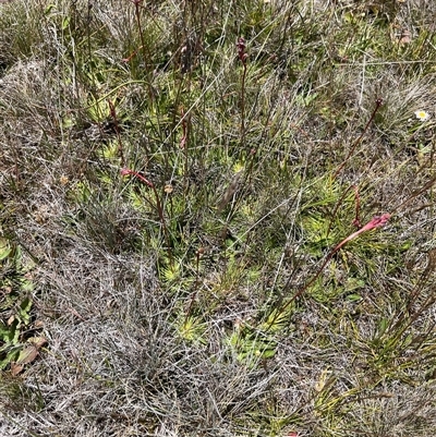 Stylidium montanum (alpine triggerplant) at Long Plain, NSW - 30 Dec 2024 by dgb900