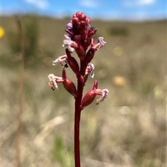 Stylidium montanum at Long Plain, NSW - 30 Dec 2024