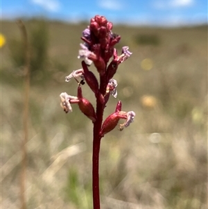 Stylidium montanum at Long Plain, NSW - 30 Dec 2024 01:25 PM