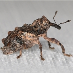 Orthorhinus klugii (Vine weevil) at Melba, ACT - 31 Dec 2024 by kasiaaus