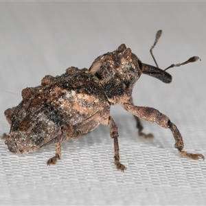 Orthorhinus klugii (Vine weevil) at Melba, ACT by kasiaaus