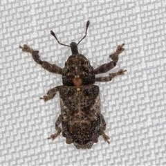 Orthorhinus klugii at Melba, ACT - 1 Jan 2025 12:07 AM