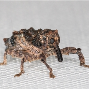 Orthorhinus klugii at Melba, ACT - 1 Jan 2025 12:07 AM