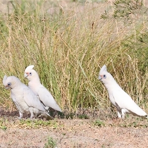 Cacatua sanguinea at Bandiana, VIC - 31 Dec 2024 07:38 AM