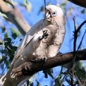 Cacatua sanguinea at Bandiana, VIC - 31 Dec 2024 07:38 AM
