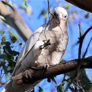 Cacatua sanguinea at Bandiana, VIC - 31 Dec 2024 07:38 AM