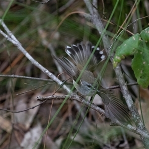 Gerygone mouki (Brown Gerygone) at Mogo, NSW by AlisonMilton