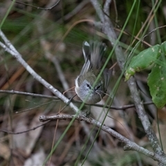 Gerygone mouki at Mogo, NSW - 20 Sep 2019