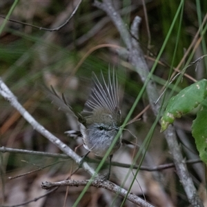 Gerygone mouki at Mogo, NSW - 20 Sep 2019