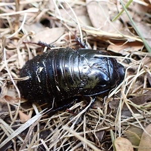 Panesthia australis (Common wood cockroach) at Cook, ACT by CathB