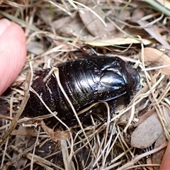 Panesthia australis at Cook, ACT - suppressed