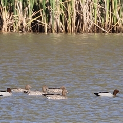 Chenonetta jubata (Australian Wood Duck) at Bandiana, VIC - 31 Dec 2024 by KylieWaldon