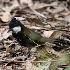 Psophodes olivaceus (Eastern Whipbird) at Mogo, NSW - 20 Sep 2019 by AlisonMilton