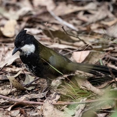 Psophodes olivaceus (Eastern Whipbird) at Mogo, NSW - 20 Sep 2019 by AlisonMilton