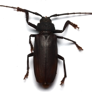 Unidentified Longhorn beetle (Cerambycidae) at Rosedale, NSW by jb2602