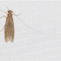 Leptoceridae sp. (family) (Long-horned caddisfly) at Melba, ACT - 1 Jan 2025 by kasiaaus