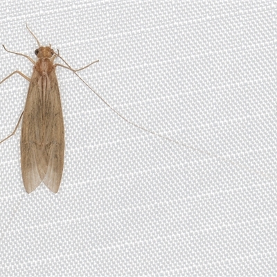 Leptoceridae sp. (family) (Long-horned caddisfly) at Melba, ACT - 1 Jan 2025 by kasiaaus