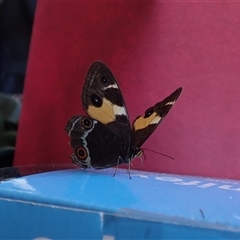 Unidentified Butterfly (Lepidoptera, Rhopalocera) at Bonang, VIC - 30 Dec 2024 by Laserchemisty