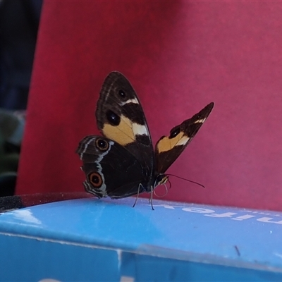 Unidentified Butterfly (Lepidoptera, Rhopalocera) at Bonang, VIC - 30 Dec 2024 by Laserchemisty