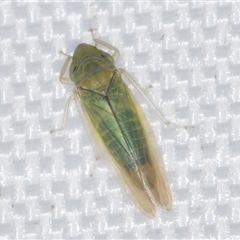 Nesoclutha phryne (Australian Grass Leafhopper) at Melba, ACT - 1 Jan 2025 by kasiaaus