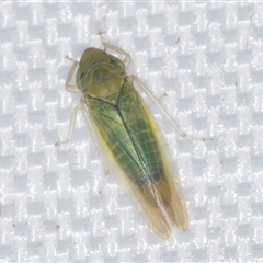 Unidentified Leafhopper or planthopper (Hemiptera, several families) at Melba, ACT - 31 Dec 2024 by kasiaaus