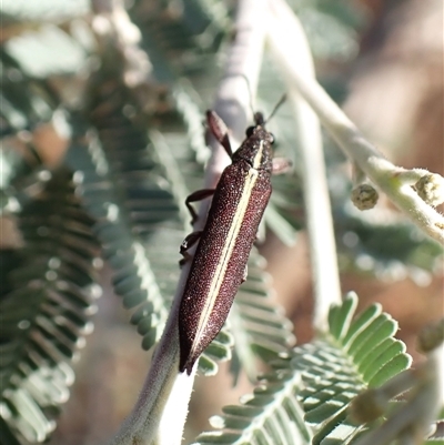 Rhinotia suturalis (Belid weevil) at Aranda, ACT - 31 Dec 2024 by CathB