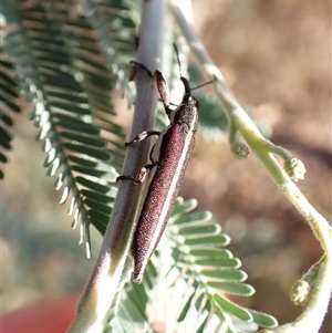 Rhinotia suturalis at Aranda, ACT - 1 Jan 2025