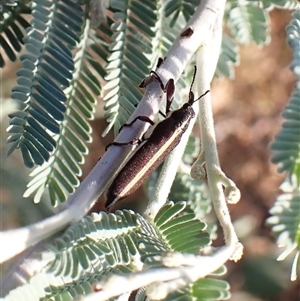 Rhinotia suturalis at Aranda, ACT - 1 Jan 2025