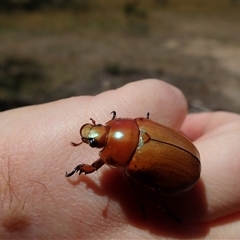 Anoplognathus sp. (genus) (Unidentified Christmas beetle) at Bonang, VIC - 28 Dec 2024 by Laserchemisty