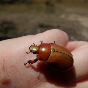 Anoplognathus sp. (genus) at Bonang, VIC - suppressed
