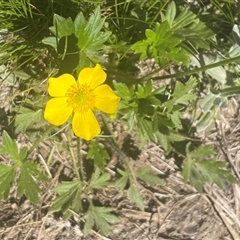 Ranunculus lappaceus (Australian Buttercup) at Thredbo, NSW - 30 Dec 2024 by Clarel