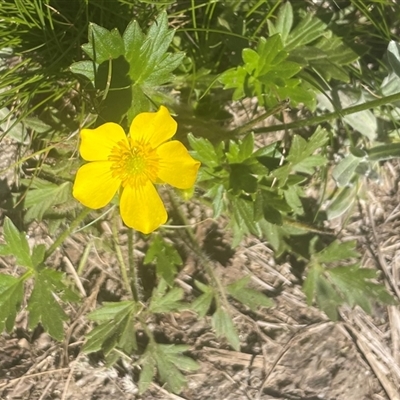 Ranunculus lappaceus (Australian Buttercup) at Thredbo, NSW - 30 Dec 2024 by Clarel