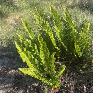 Polystichum proliferum at Thredbo, NSW - 30 Dec 2024 06:11 PM