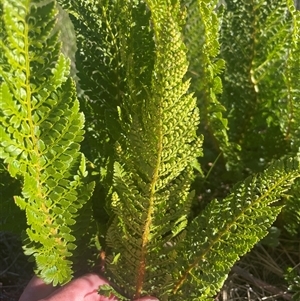 Polystichum proliferum at Thredbo, NSW - 30 Dec 2024 06:11 PM