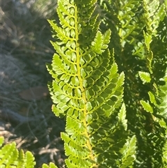 Polystichum proliferum at Thredbo, NSW - 30 Dec 2024 06:11 PM