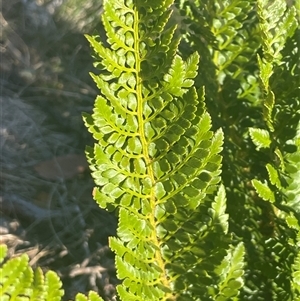 Polystichum proliferum at Thredbo, NSW - 30 Dec 2024